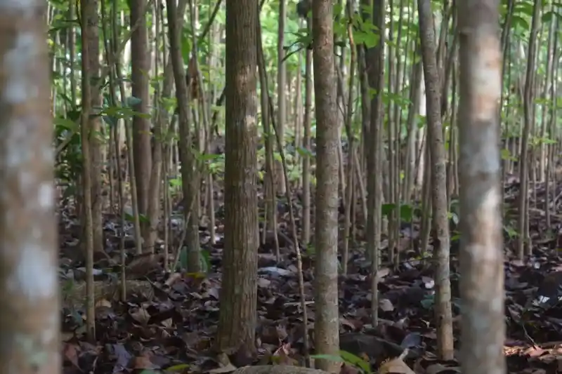 Maderas de Yucatán ideales para el hogar