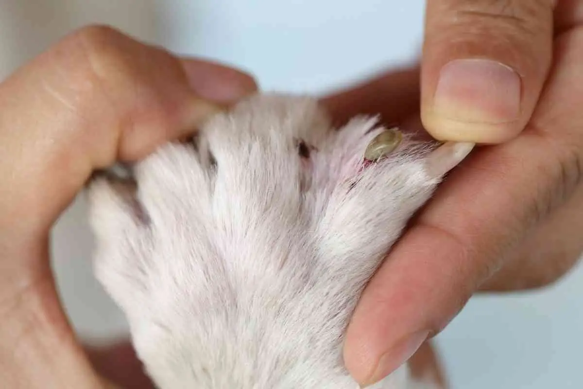 garrapatas y pulgas en perros y gatos por el calor