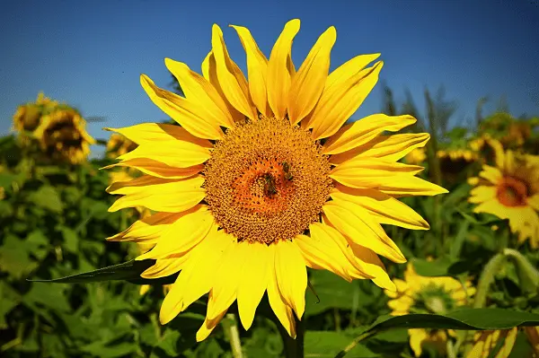 Primavera