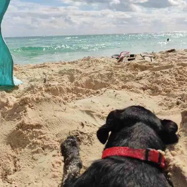 Cuidados de mascotas en climas cálidos.