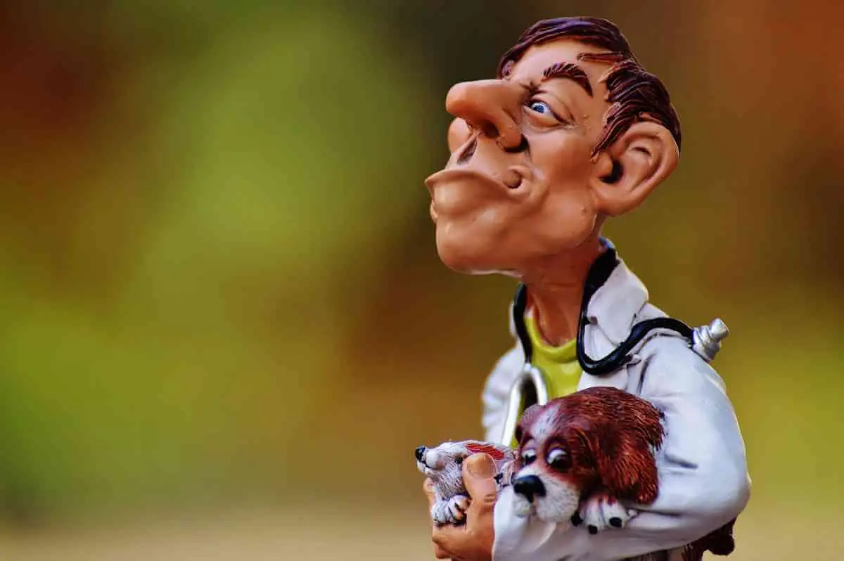 Cuidados de mascotas en climas cálidos.